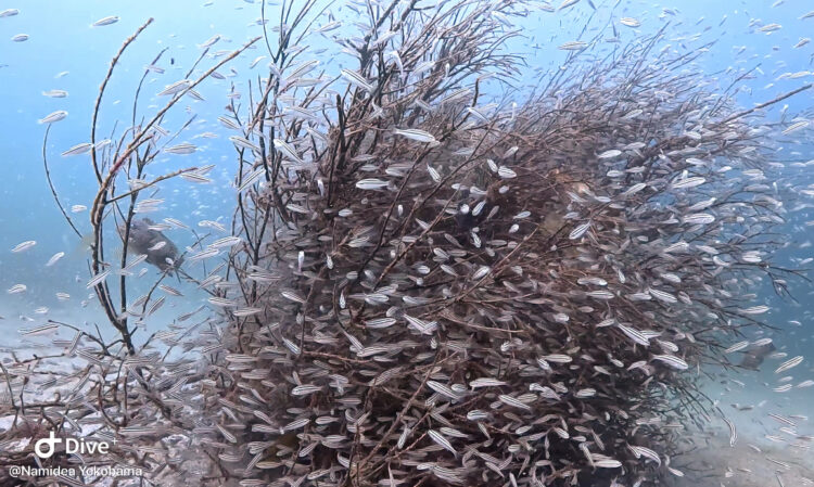 Namidea 富戸でメモリアルダイビング🎉体験チームは真鶴へ🐠