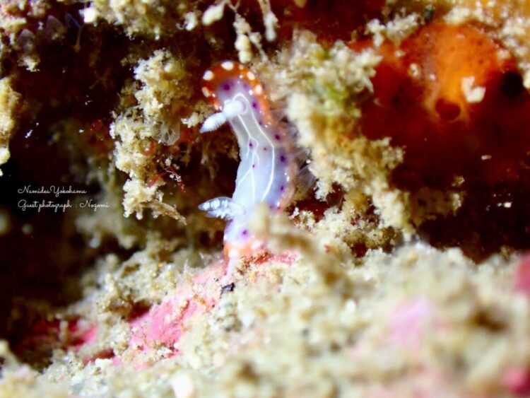 セトイロウミウシ