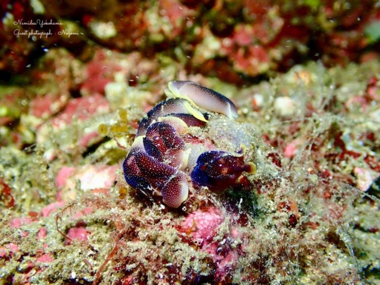 コナユキツバメガイ 交接