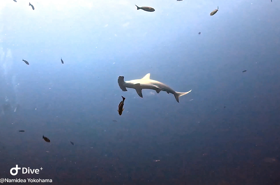 Namidea ここからが本番！