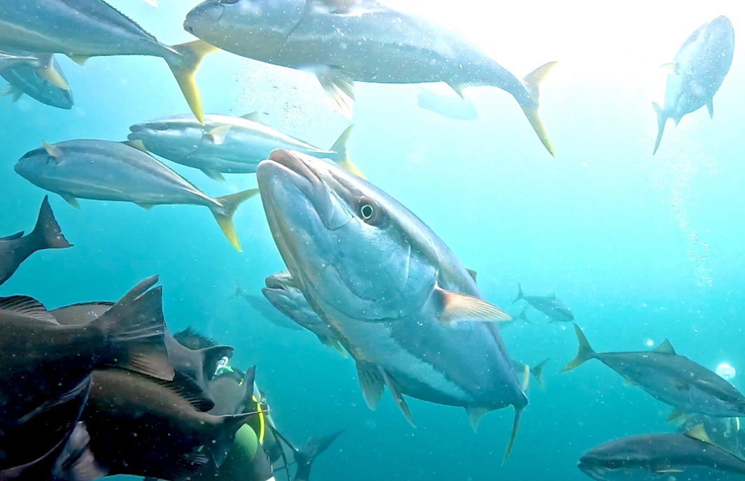 Namidea 房総・伊戸でサメにエイにブリにとにかく群れ放題ダイビング🦈