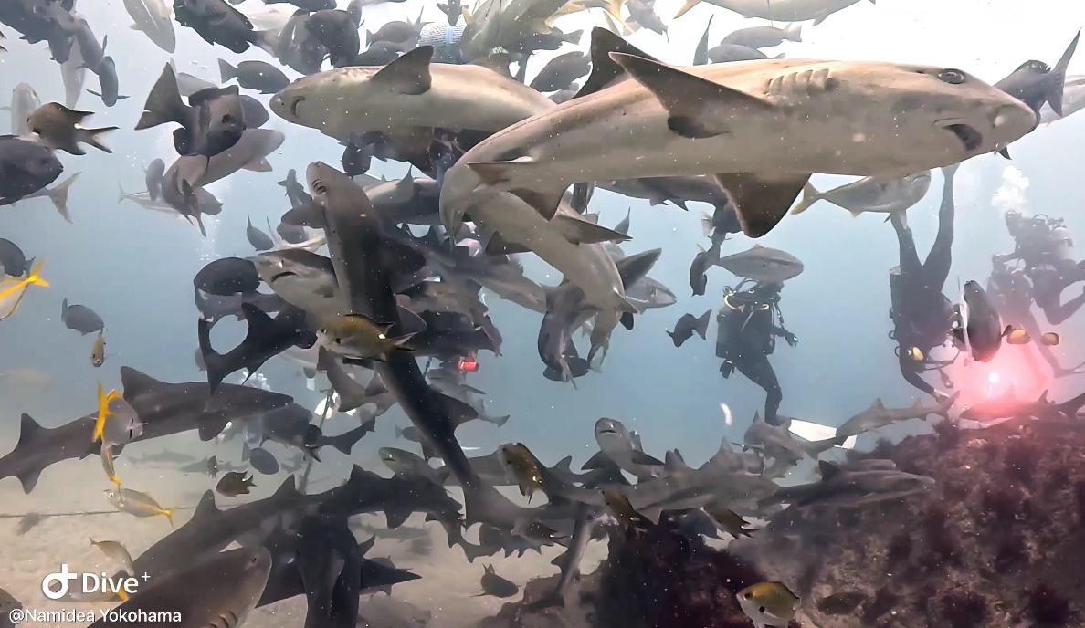 Namidea 房総・伊戸でサメにエイにブリにとにかく群れ放題ダイビング🦈