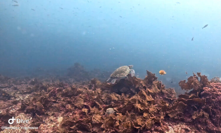 Namidea 連休中日は大島&プール講習🤿