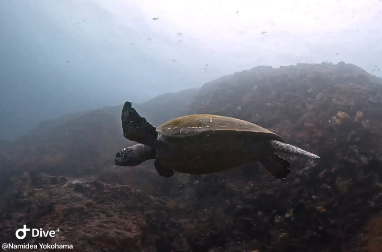 Namidea 飛び石連休初日❗️押切JAPAN🇯🇵神子元島ツアー🦈&ライセンス講習開催🎉