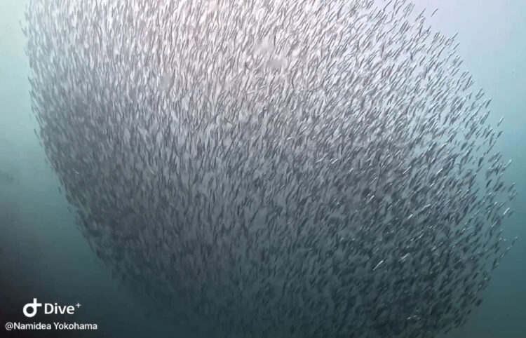 Namidea 秋の海は最高❗️平沢ビーチ&浮島ボートツアー開催🎉