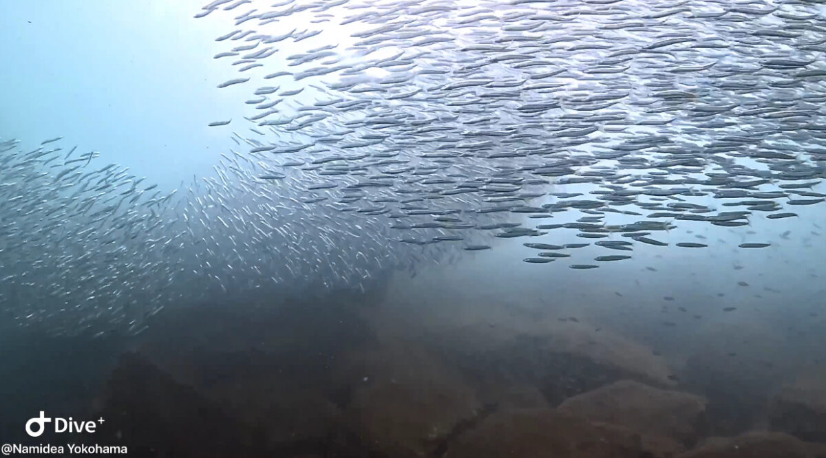 Namidea 秋の海は最高❗️平沢ビーチ&浮島ボートツアー開催🎉