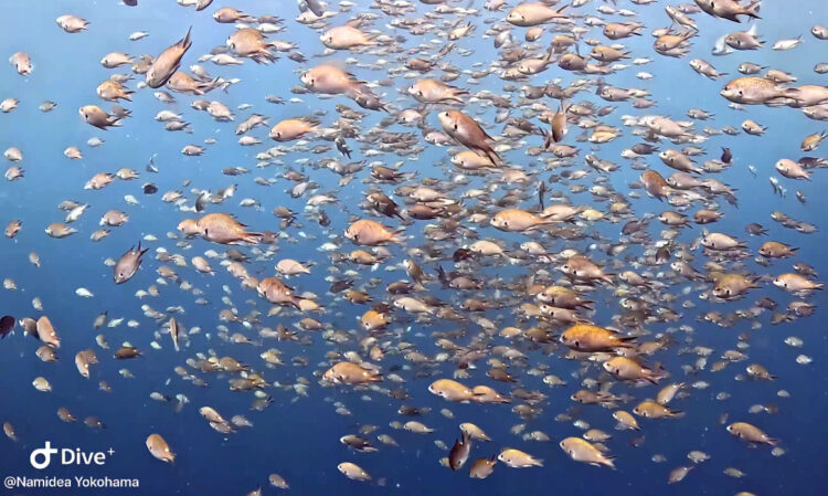 Namidea スズメダイ大乱舞の秋の井田ビーチツアー開催🐟🐟🐟