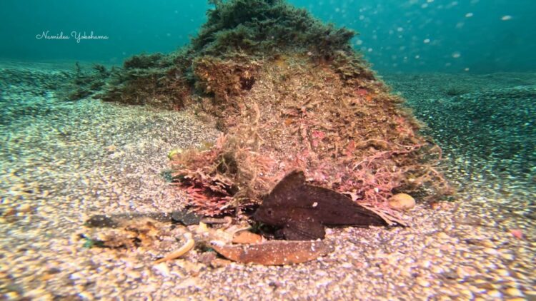 福浦ビーチ　ツマジロオコゼ