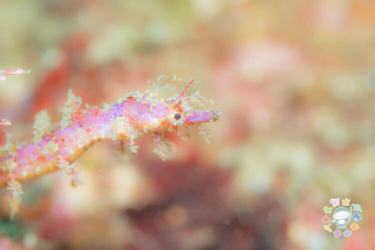 Namidea 今週の葉山ボートけいたちゃんのカメラ日記📷