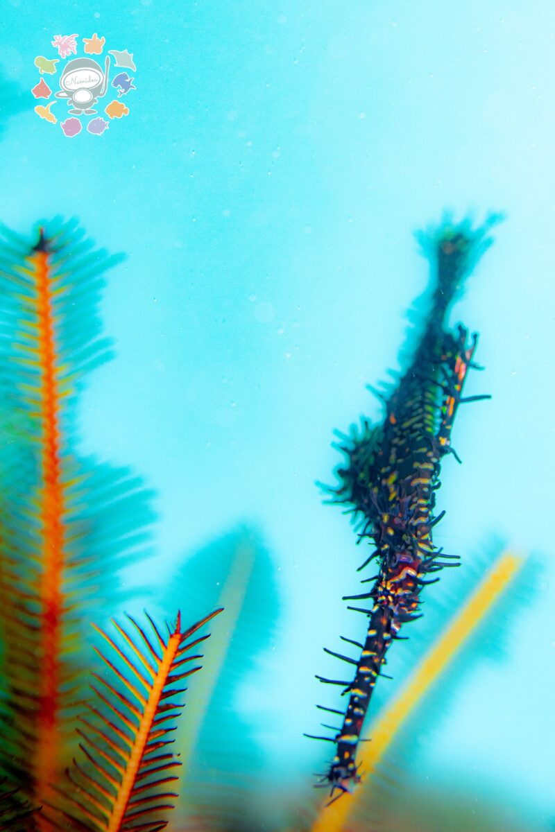 Namidea 今週の葉山ボートけいたちゃんのカメラ日記📷