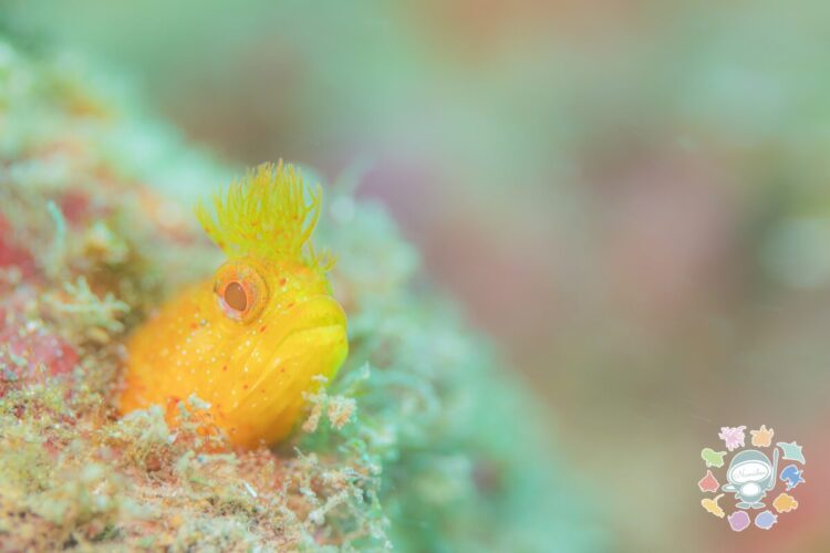 Namidea 今週の葉山ボートけいたちゃんのカメラ日記📷