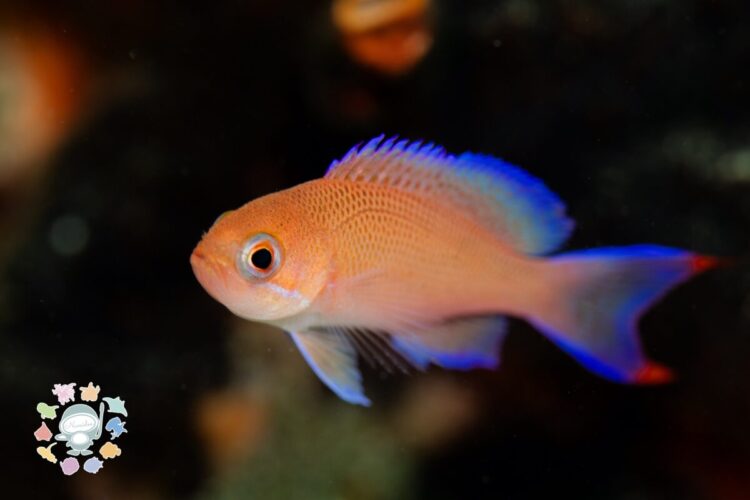 Namidea 今週の葉山ボートけいたちゃんのカメラ日記📷