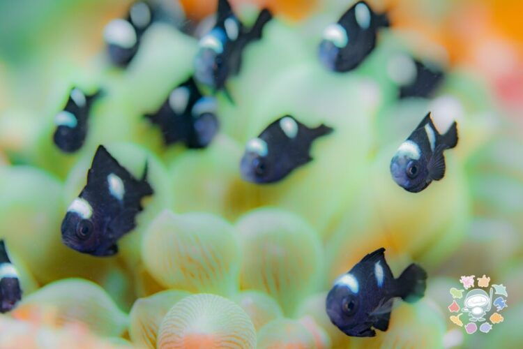 Namidea 今週の葉山ボートけいたちゃんのカメラ日記📷