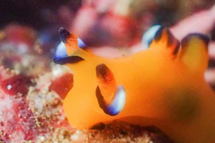 Namidea 透明度抜群の北川ボートでマクロ三昧🐮🐮🐮