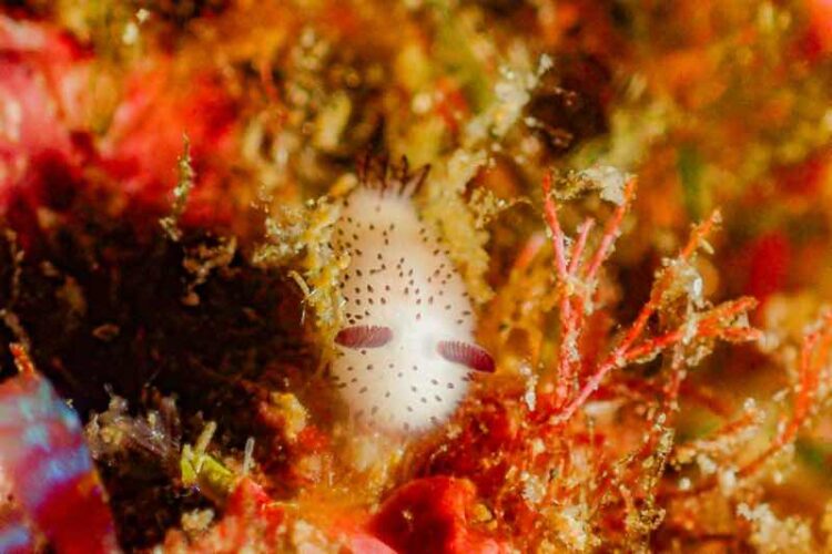 Namidea 透明度抜群の北川ボートでマクロ三昧🐮🐮🐮