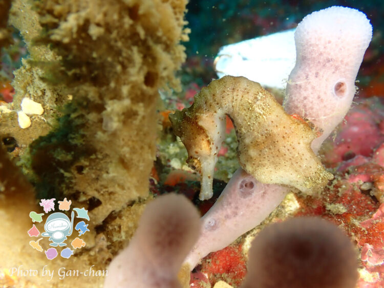 Namidea 2チームで城ヶ島へ✨ボートにビーチに大満喫👍