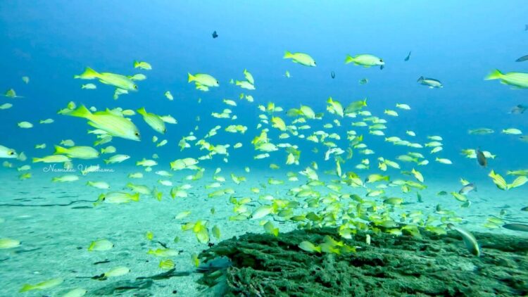 屋久島：ゼロ戦
ヨスジフエダイ