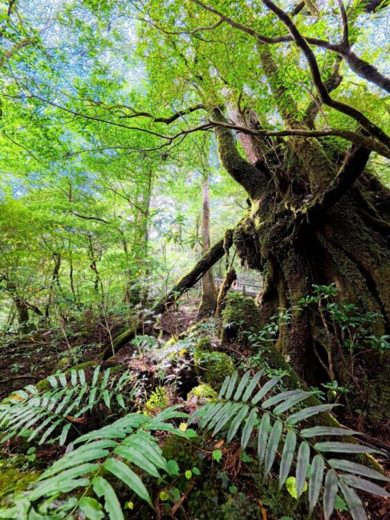 Namidea 初🎉屋久島ツアー日記❗️