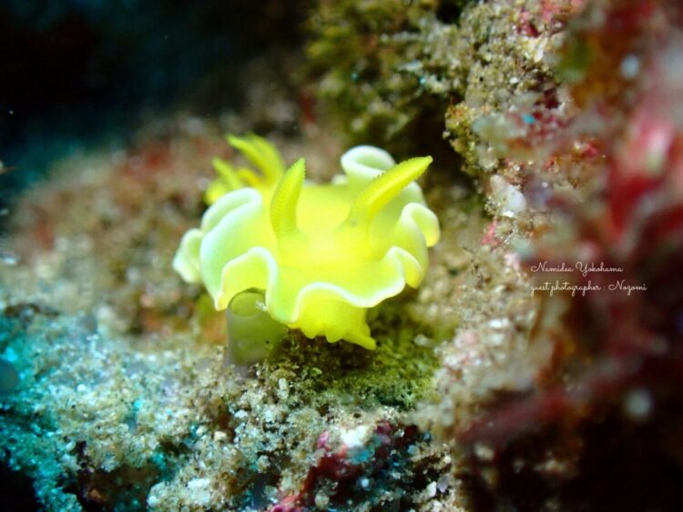 サフランイロウミウシ