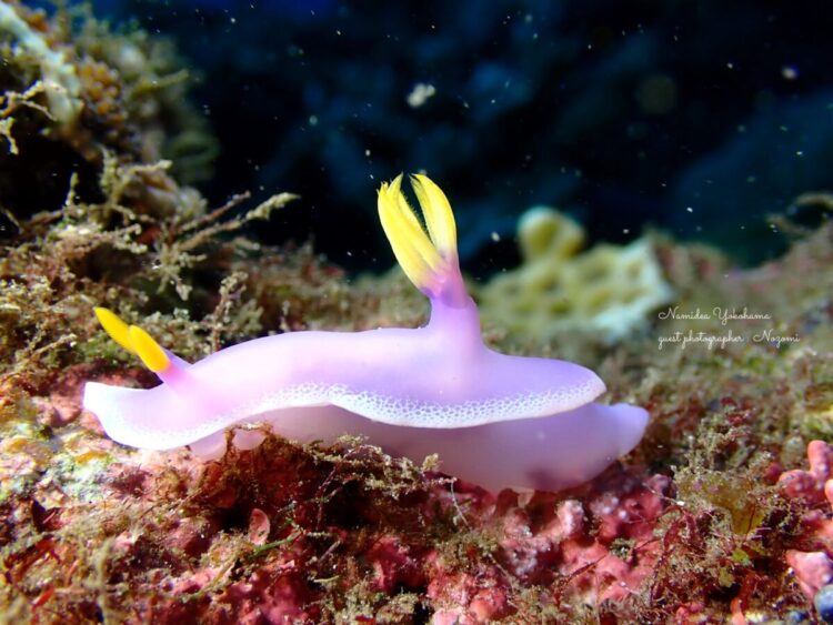 シンデレラウミウシ