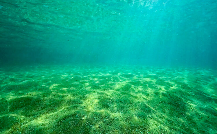 Namidea 連休初日は平沢ビーチでワイワイダイビング👯♀️