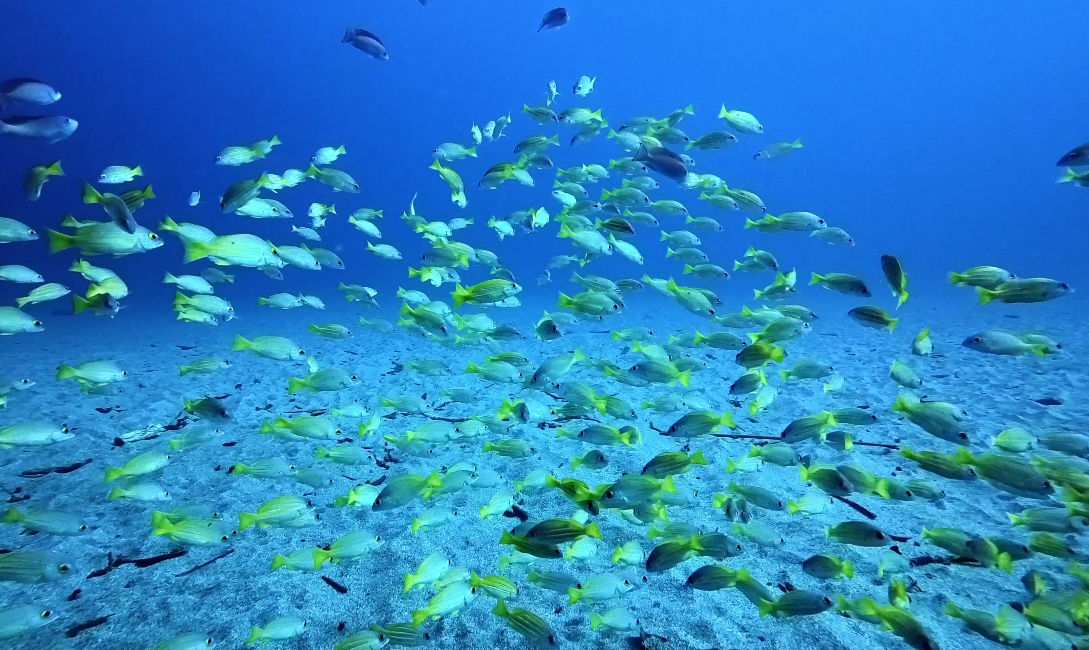 Namidea 屋久島ツアーから一夜！