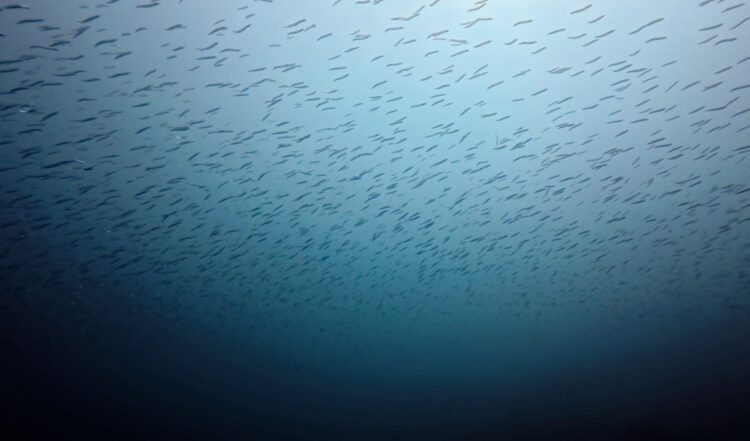 Namidea 平日江之浦でのんびりダイビング✨
