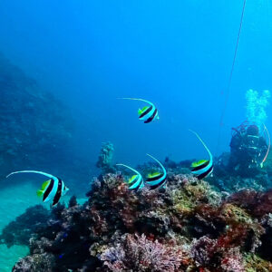 Namidea 透明度抜群の北川ボートでマクロ三昧🐮🐮🐮