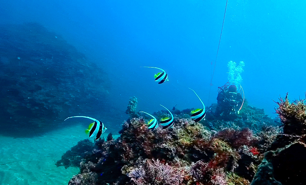 Namidea 透明度抜群の北川ボートでマクロ三昧🐮🐮🐮