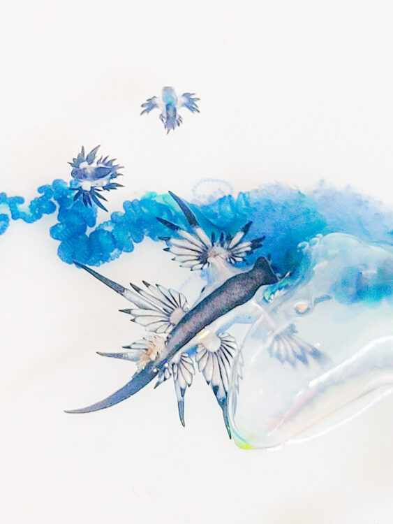 Namidea 北川ボートはアオミノウミウシに会いに！