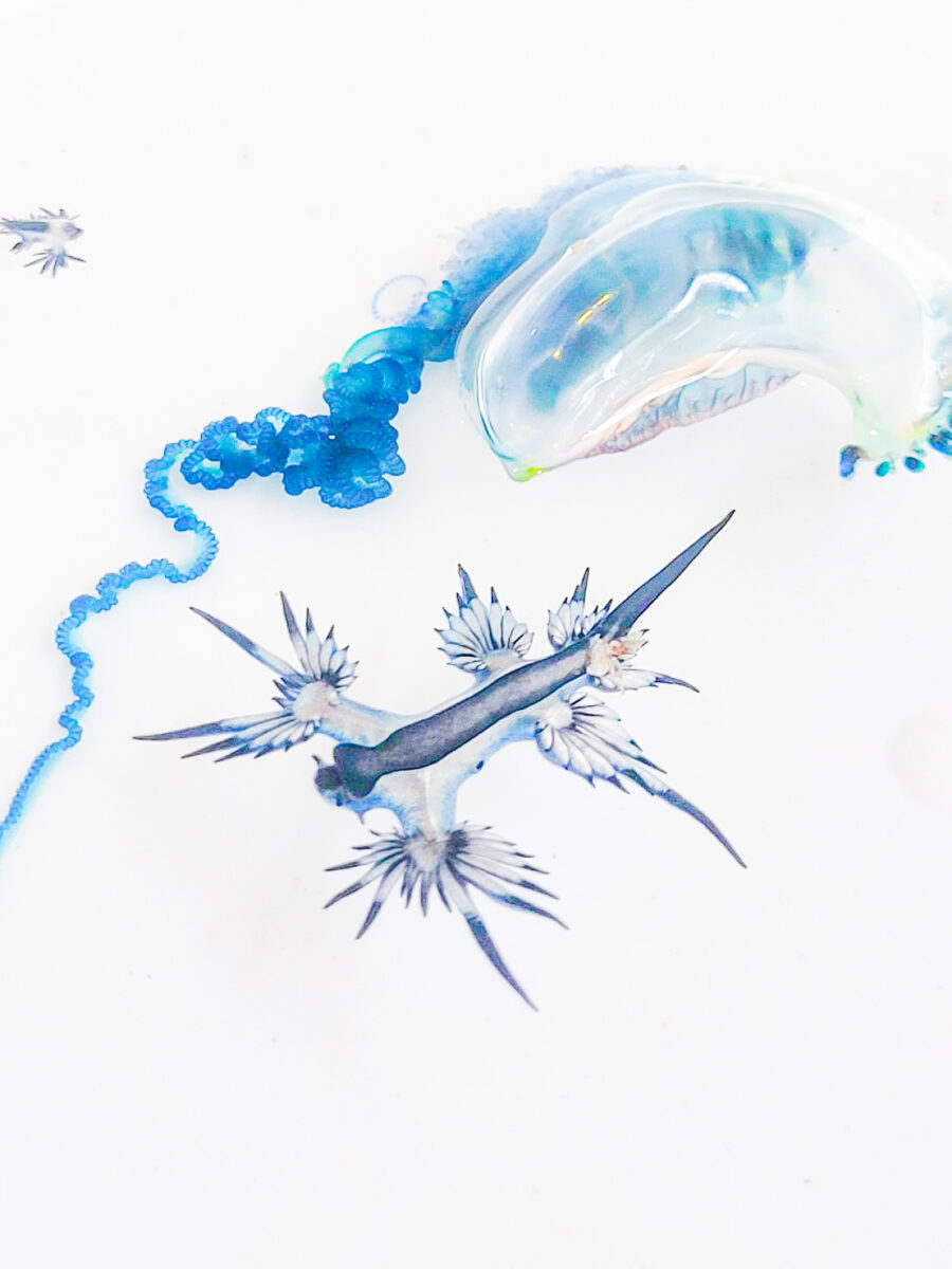 Namidea 北川ボートはアオミノウミウシに会いに！