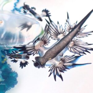 アオミノウミウシ