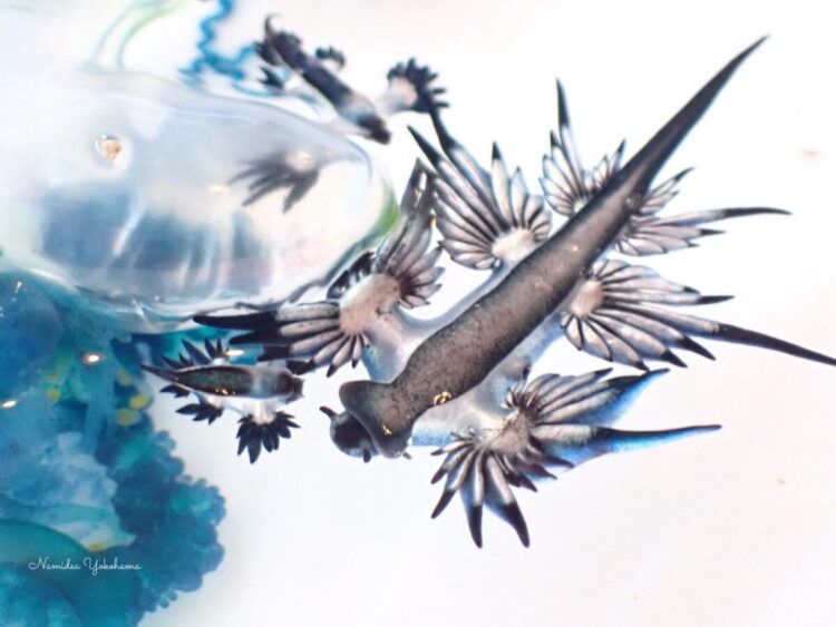 アオミノウミウシ