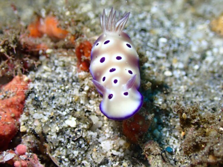 マダライロウミウシ