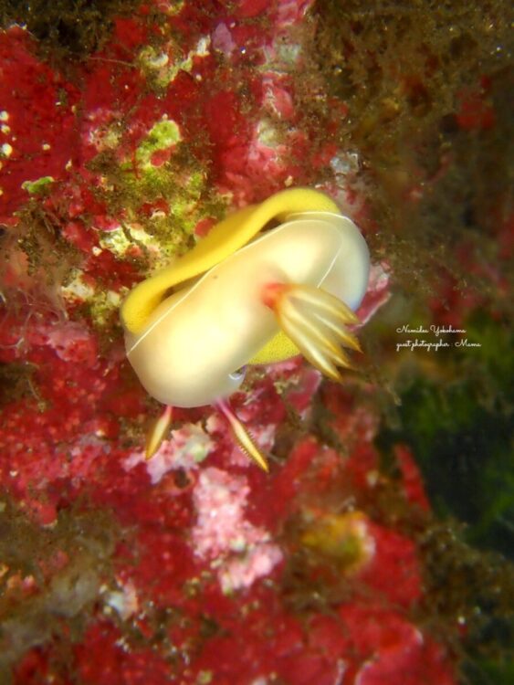 ゾウゲイロウミウシ 産卵中