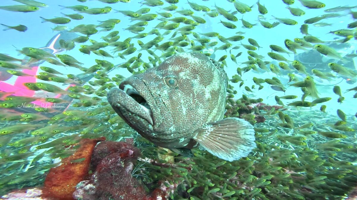 屋久島：ゼロ戦