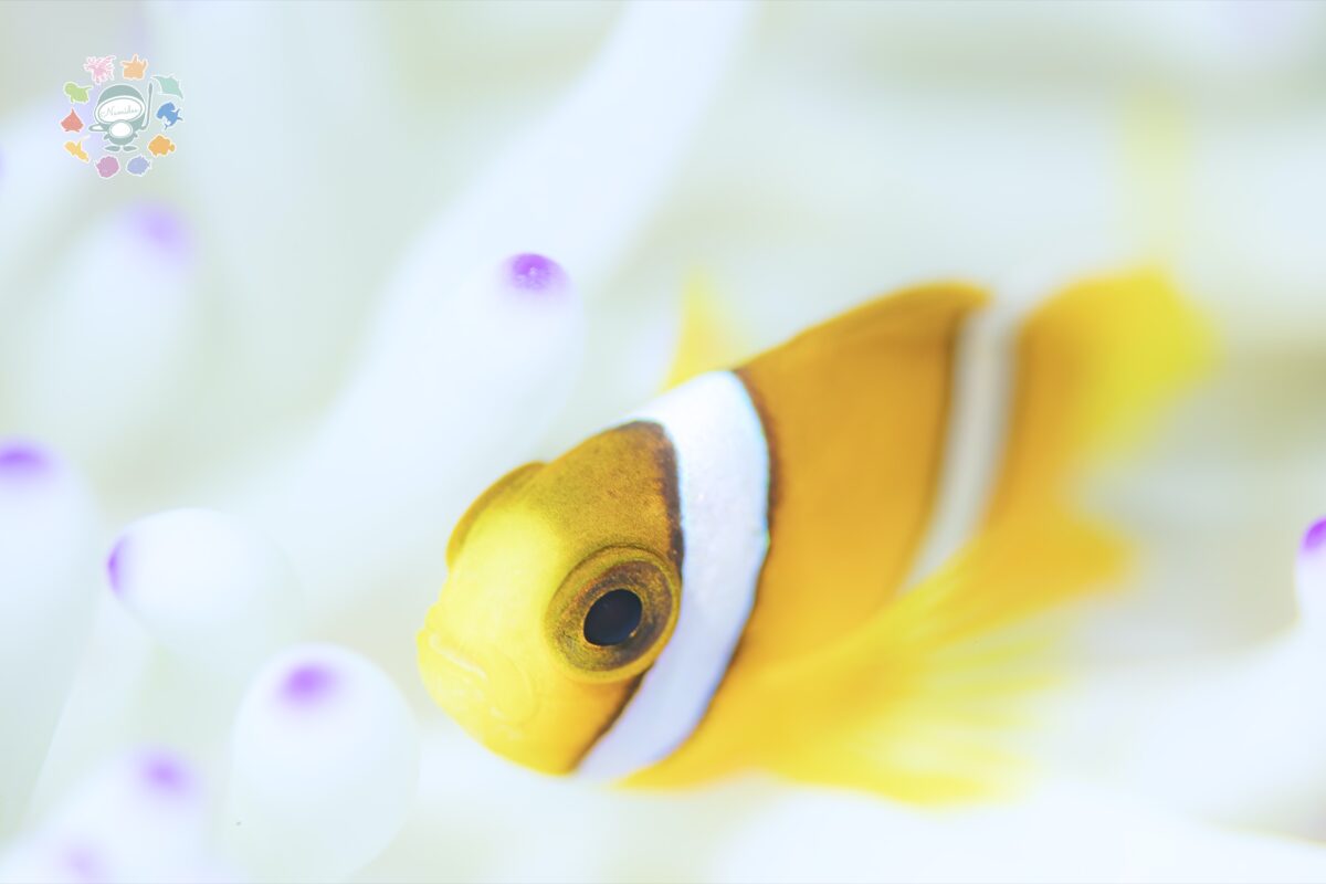 Namidea 12/14(日)  日曜時間営業いたします！