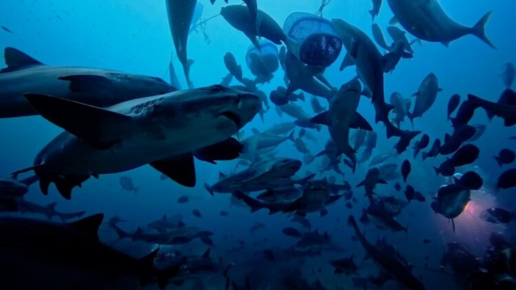 Namidea サメまみれの伊戸ツアー🦈&城ヶ島でダイバー誕生🎉