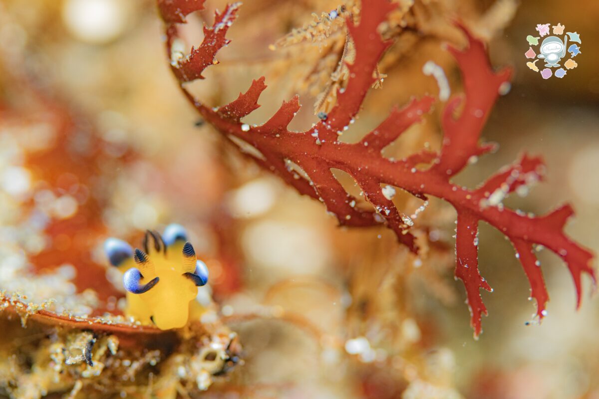 Namidea 1/15(木) 通常営業いたします！