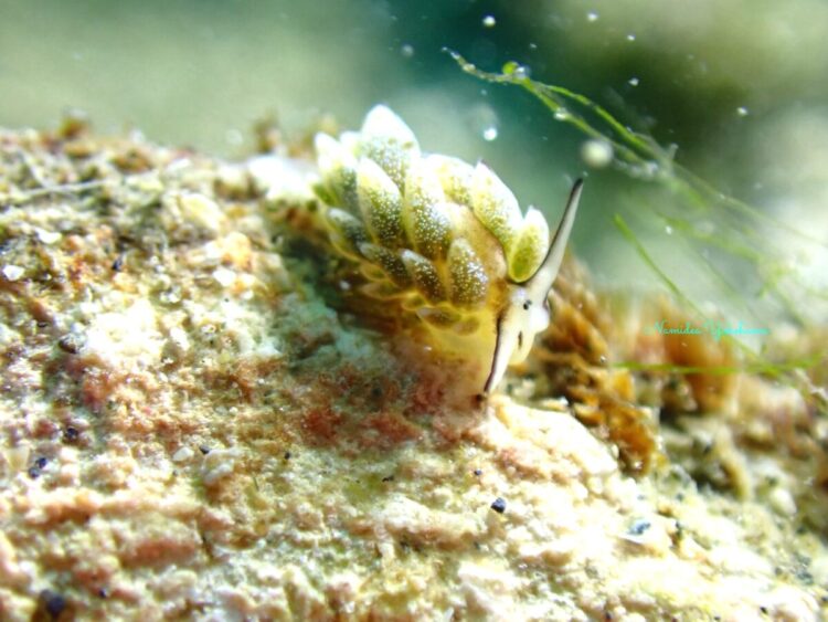 城ヶ島　オオアリモウミウシ