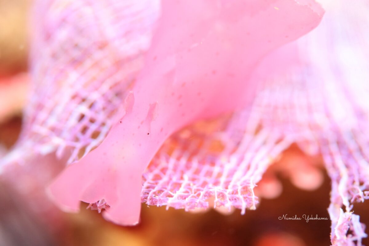 北川：サガミアメフラシ