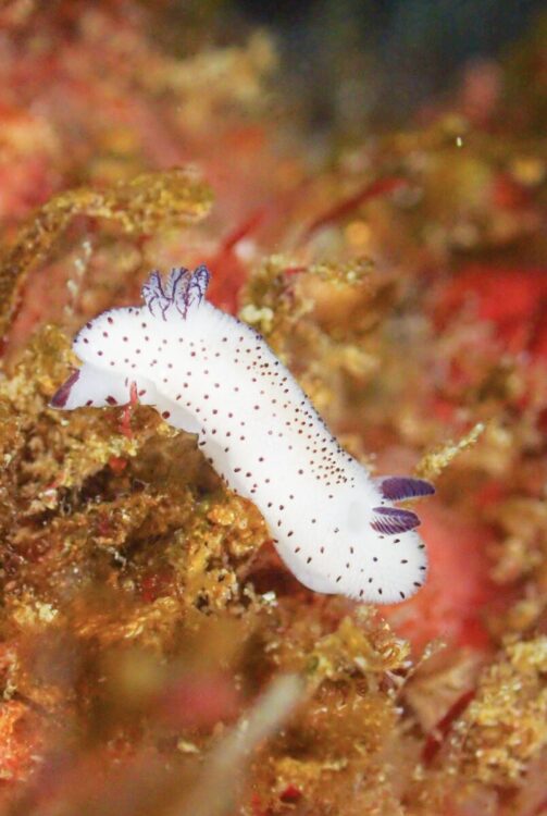 Namidea アイドル満載の北川ボート！