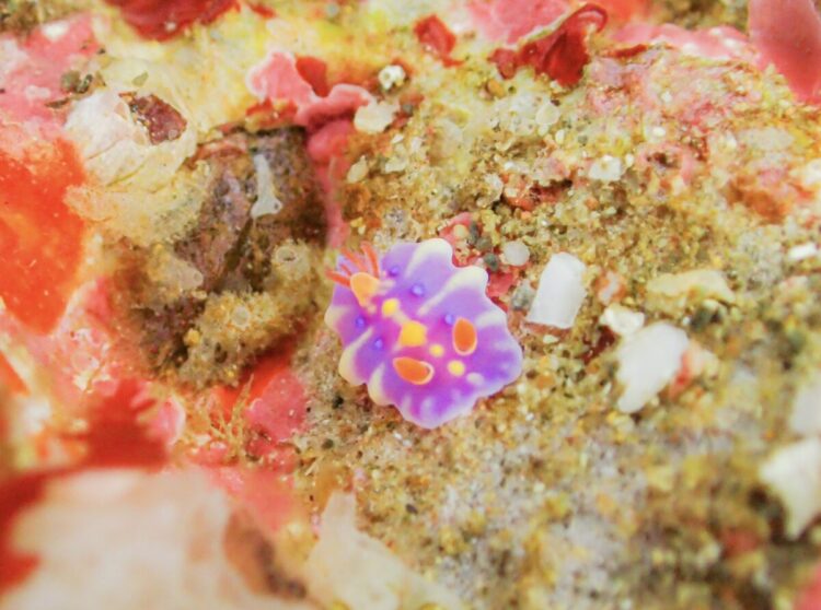 Namidea アイドル満載の北川ボート！