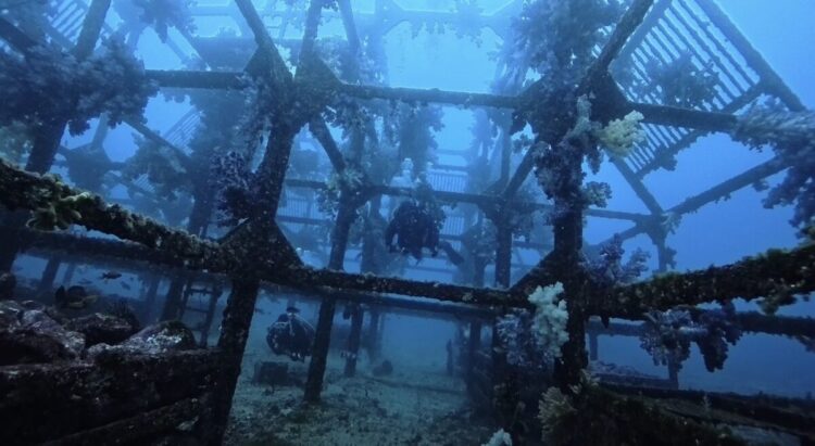 Namidea 快晴の初島ツアー！透明度も復活！！