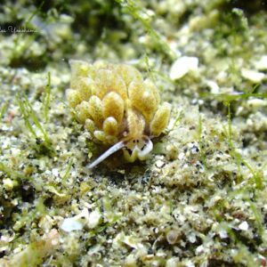 城ヶ島　オオアリモウミウシ