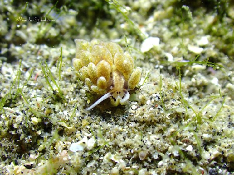 城ヶ島　オオアリモウミウシ