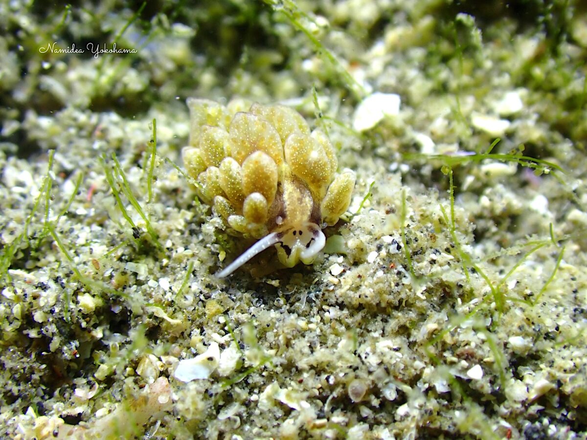 城ヶ島　オオアリモウミウシ