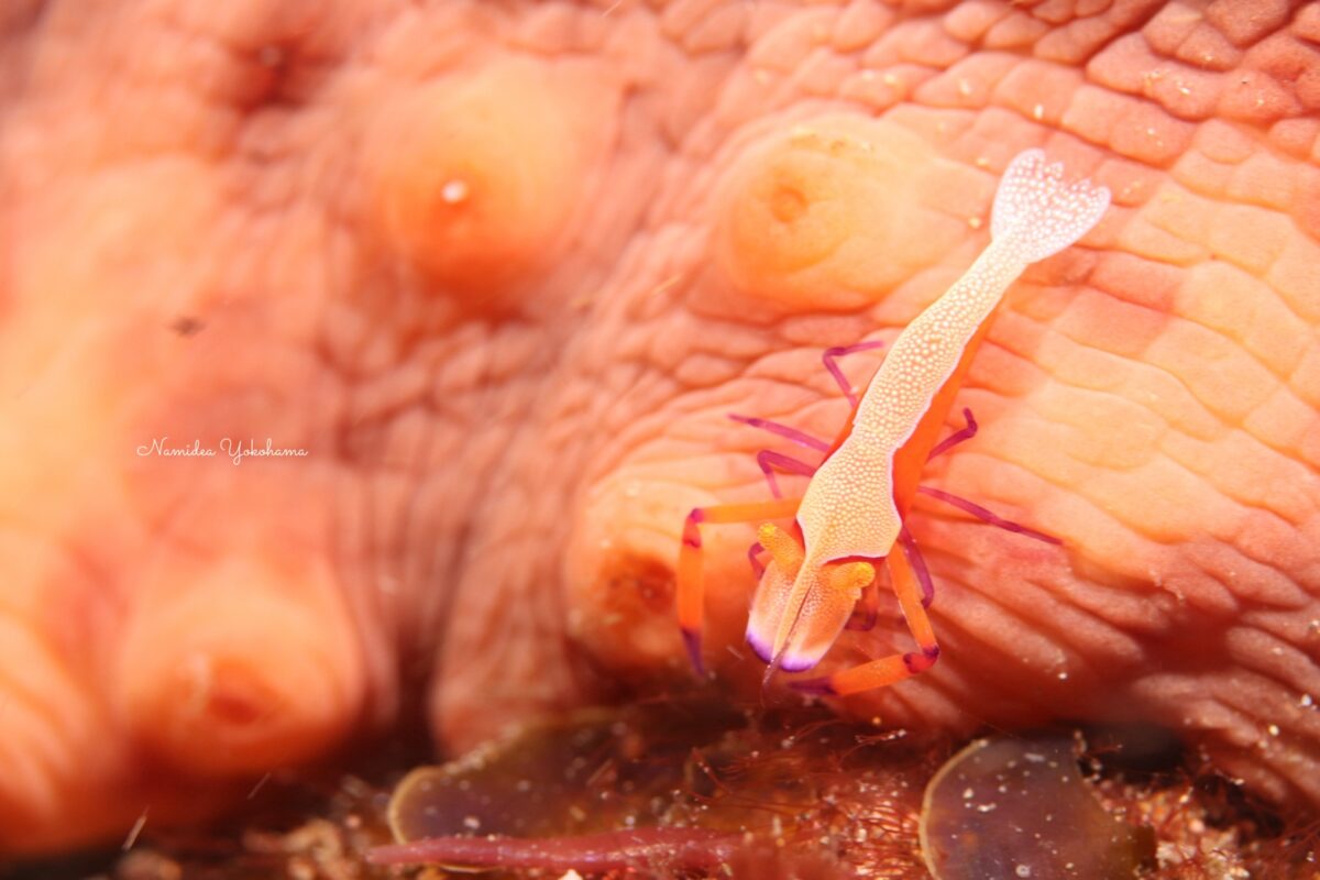 北川:ウミウシカクレエビ