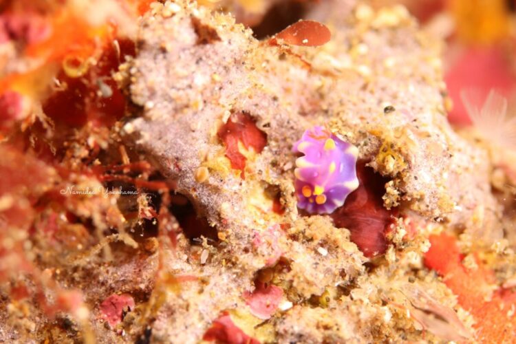 北川:ミアミラウミウシ