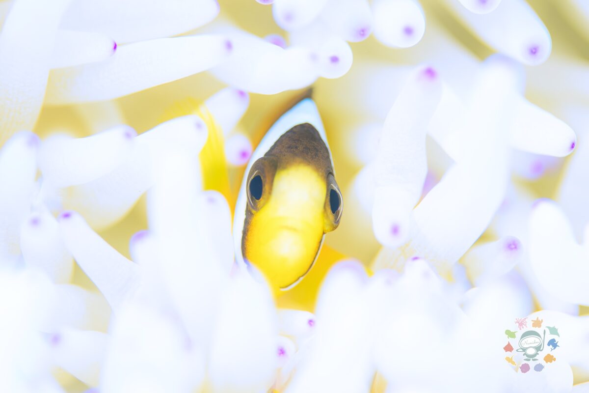 Namidea 1/7(水) 通常営業いたします！